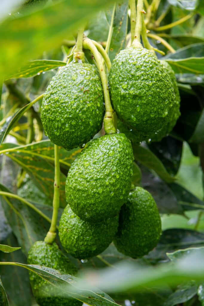 Venta de aguacate